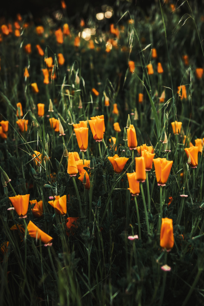 Golden Poppies von Tim Mossholder