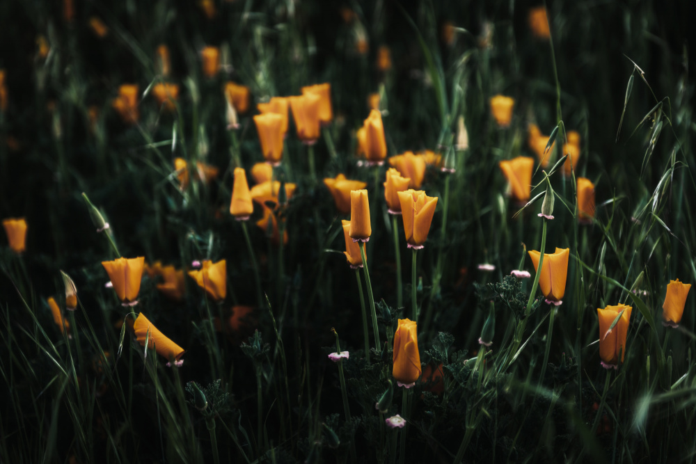 Golden Poppies von Tim Mossholder