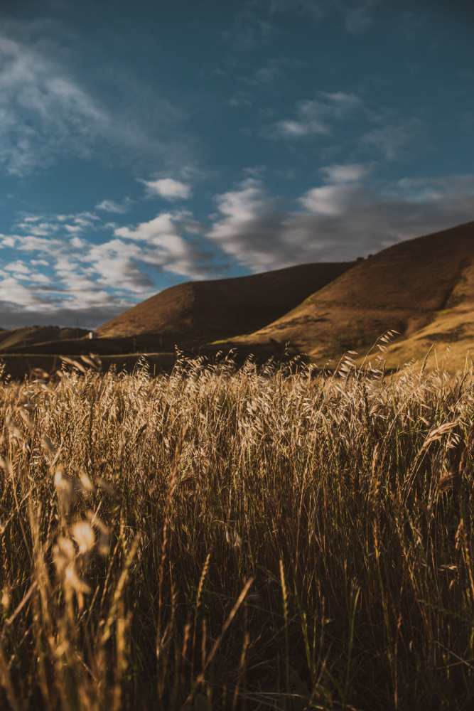 Hillside and Grass von Tim Mossholder