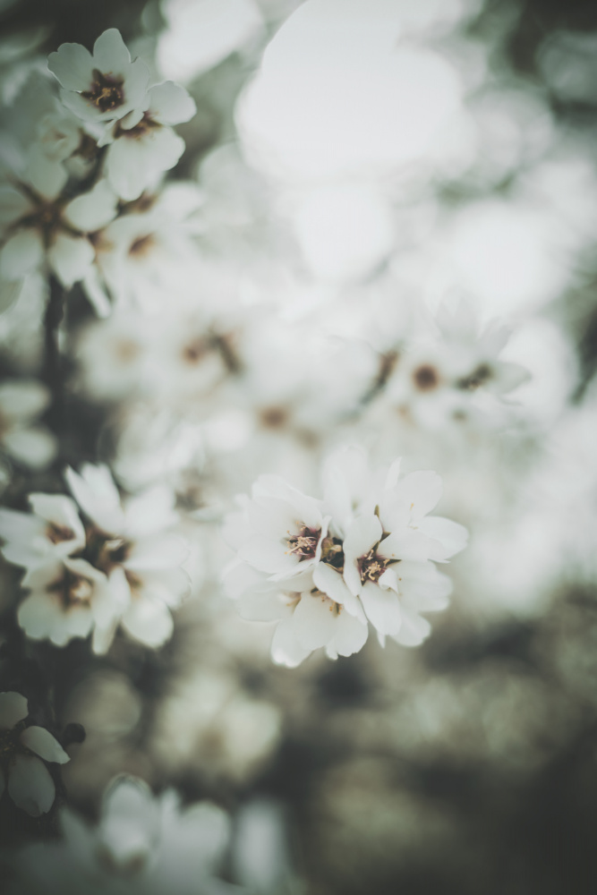 Almond Blossoms von Tim Mossholder