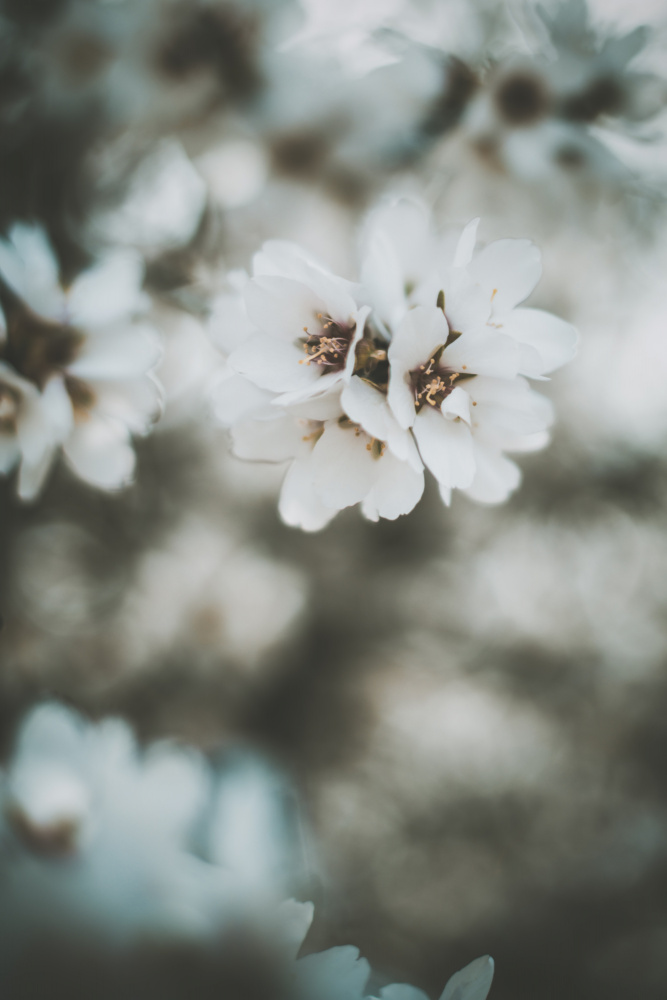 Almond Blossoms von Tim Mossholder