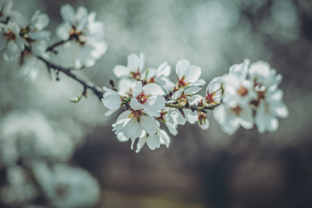 Almond Blossoms von Tim Mossholder