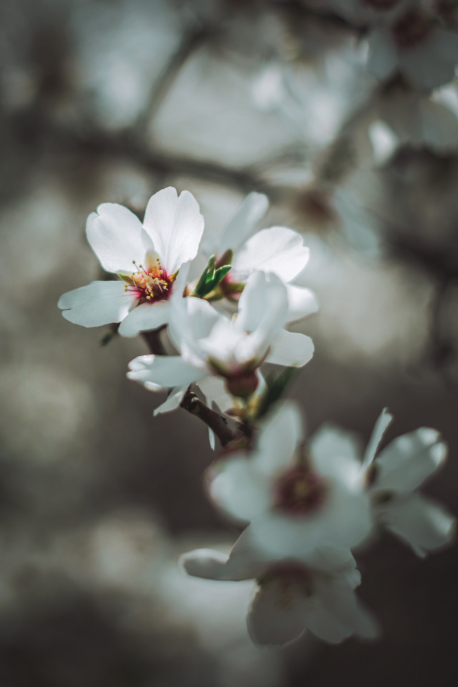 Almond Blossoms von Tim Mossholder