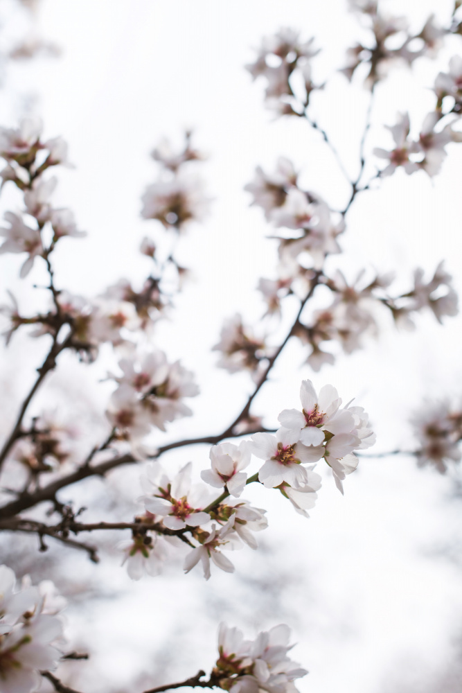 Almond Blossoms von Tim Mossholder