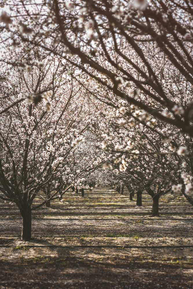 Almond Orchard von Tim Mossholder