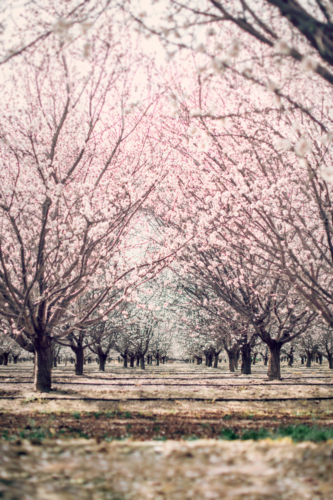 Almond Orchard von Tim Mossholder