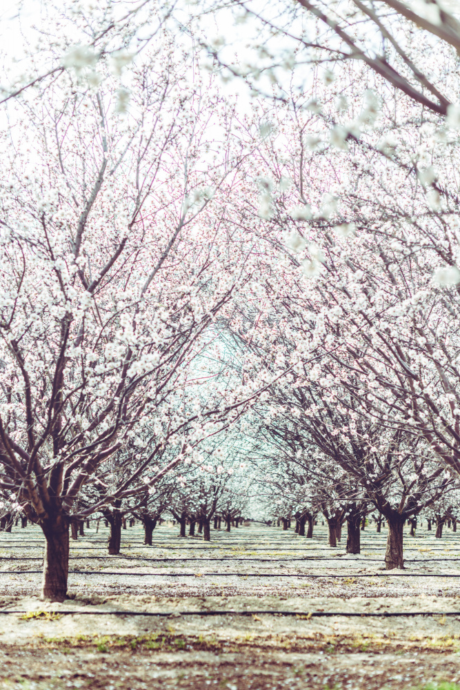 Almond Orchard von Tim Mossholder