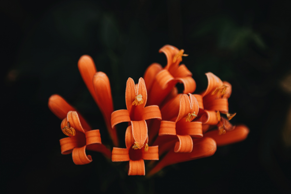 Orange Flowers von Tim Mossholder