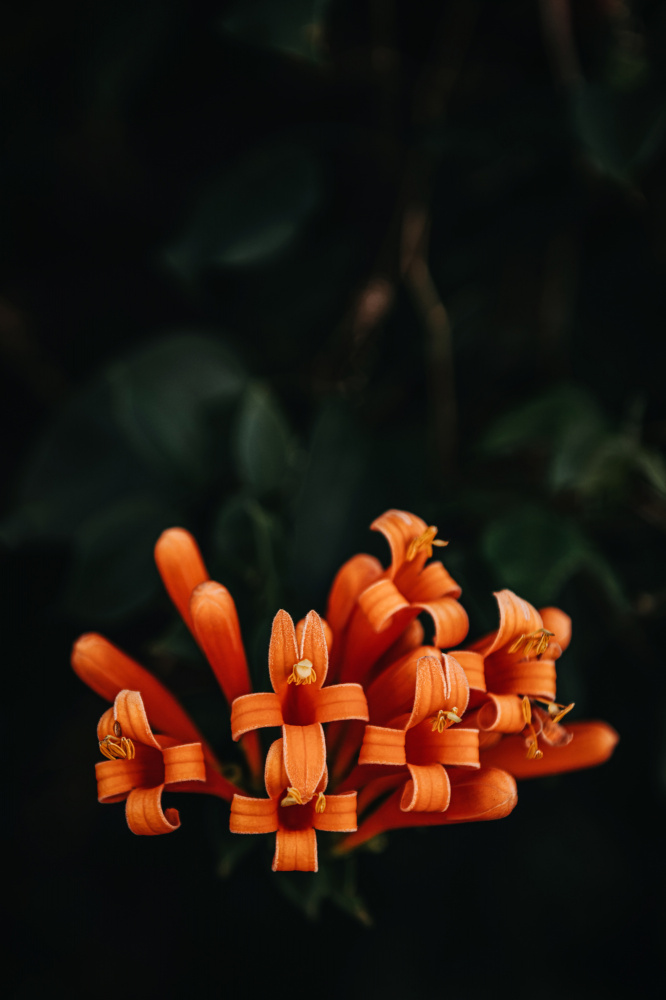 Orange Flowers von Tim Mossholder