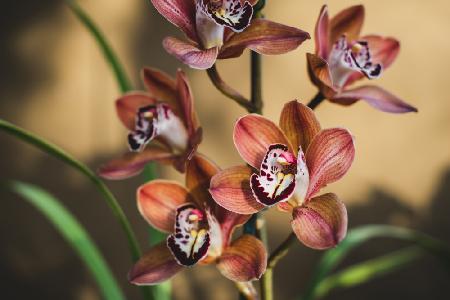 Orange Orchids