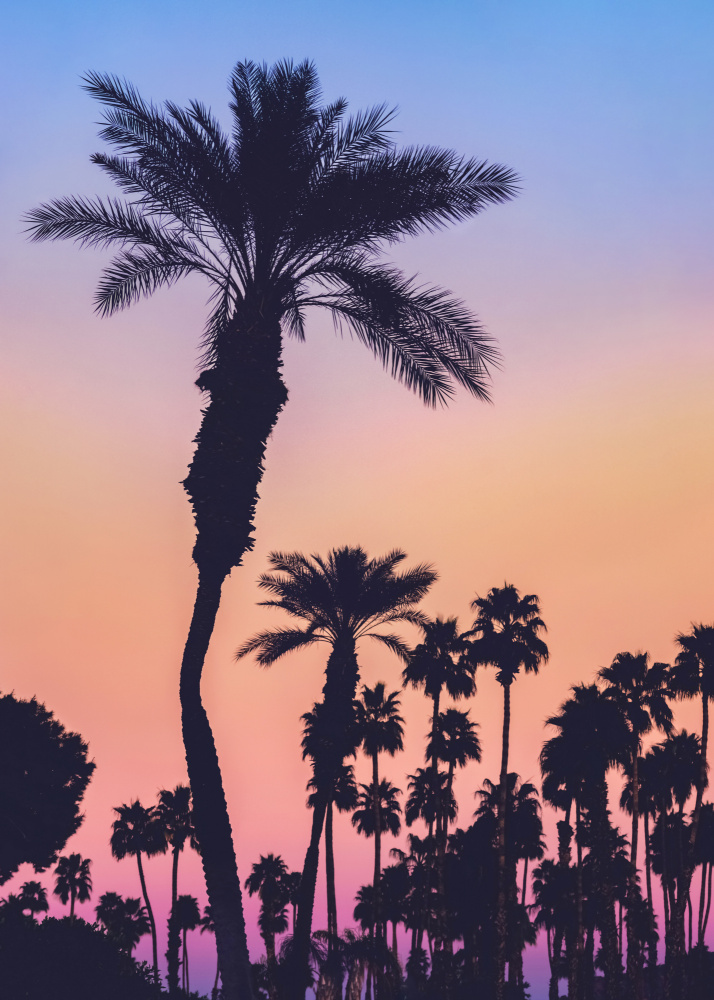 Palms at Sunset von Tim Mossholder