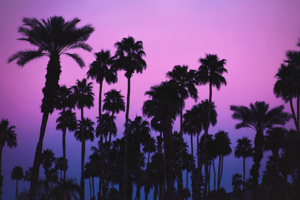 Palms with Pink Sky von Tim Mossholder