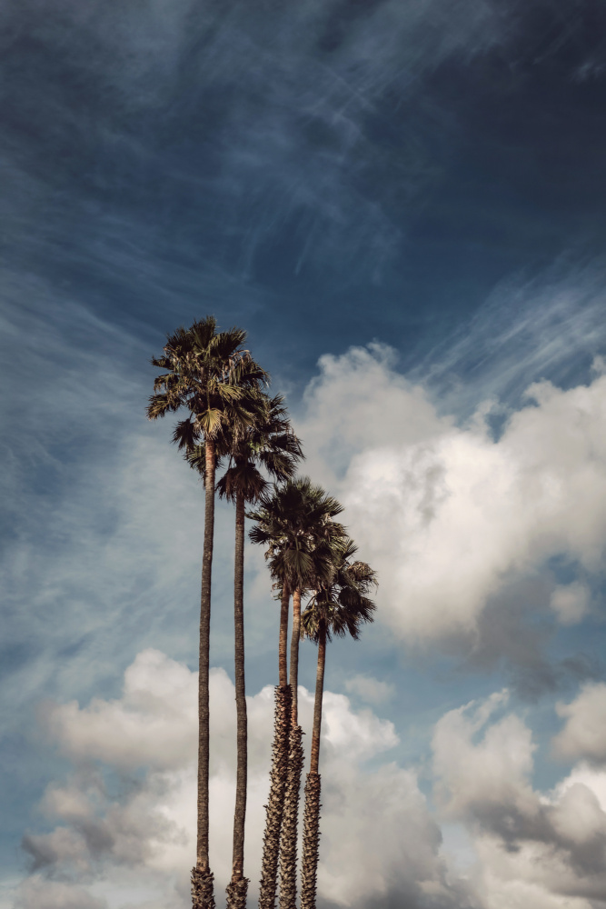 Palms and Clouds von Tim Mossholder