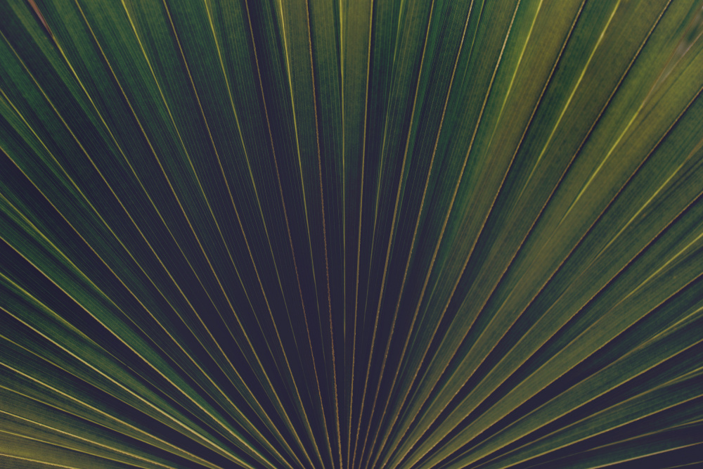 Palm Textures von Tim Mossholder