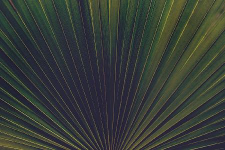 Palm Textures