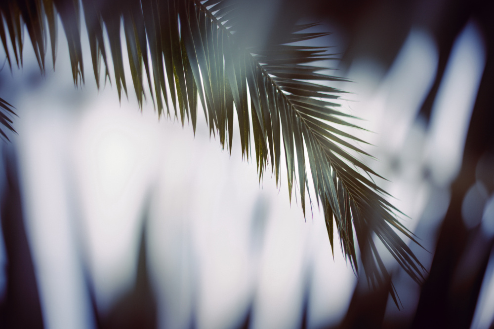 Palm Branches von Tim Mossholder