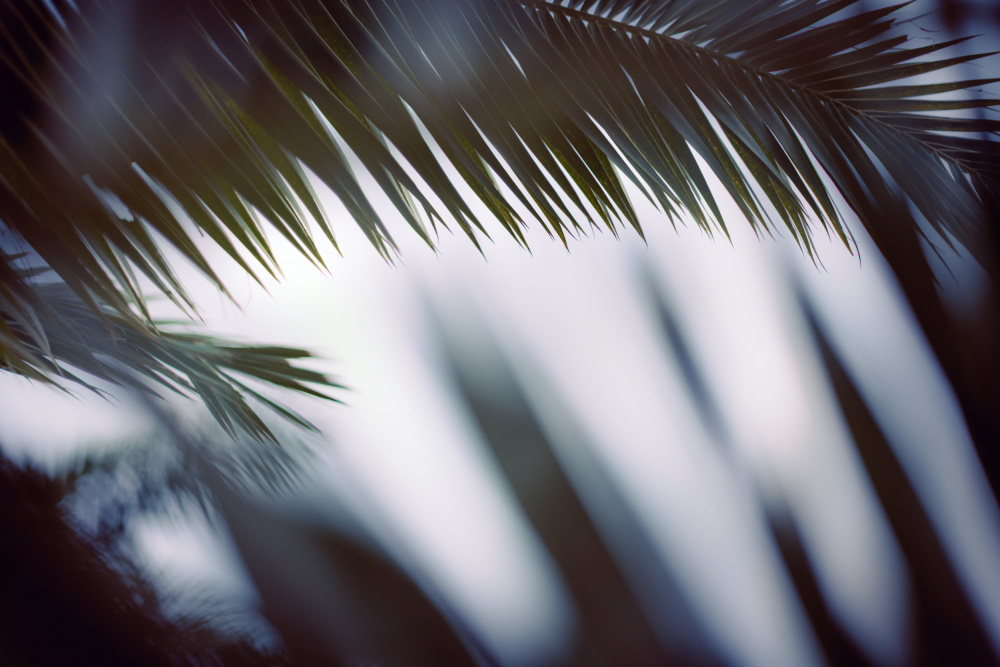 Palm Branches von Tim Mossholder