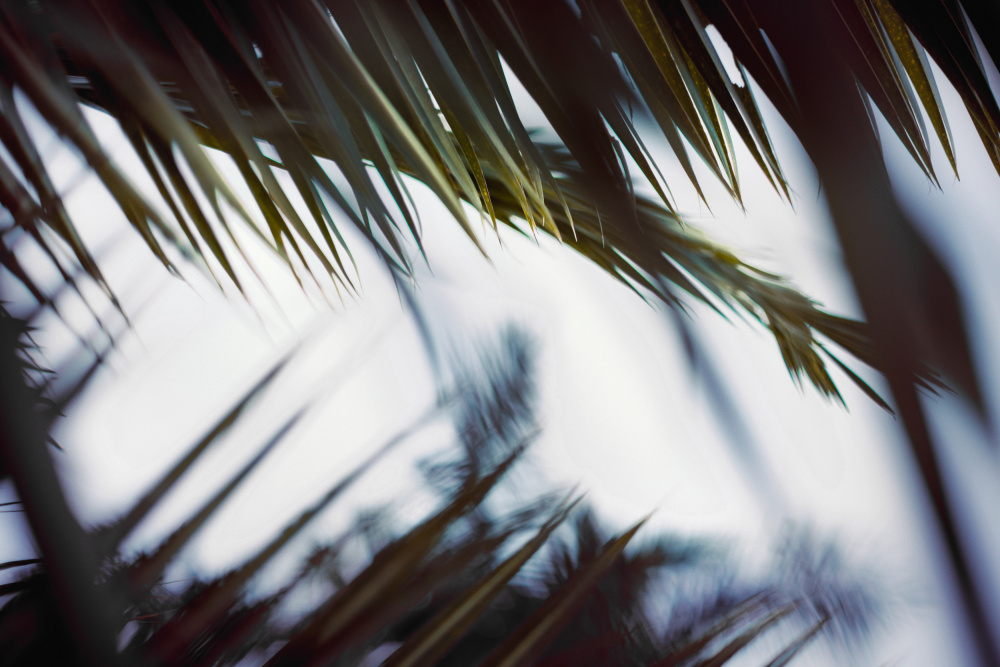 Palm Branches von Tim Mossholder