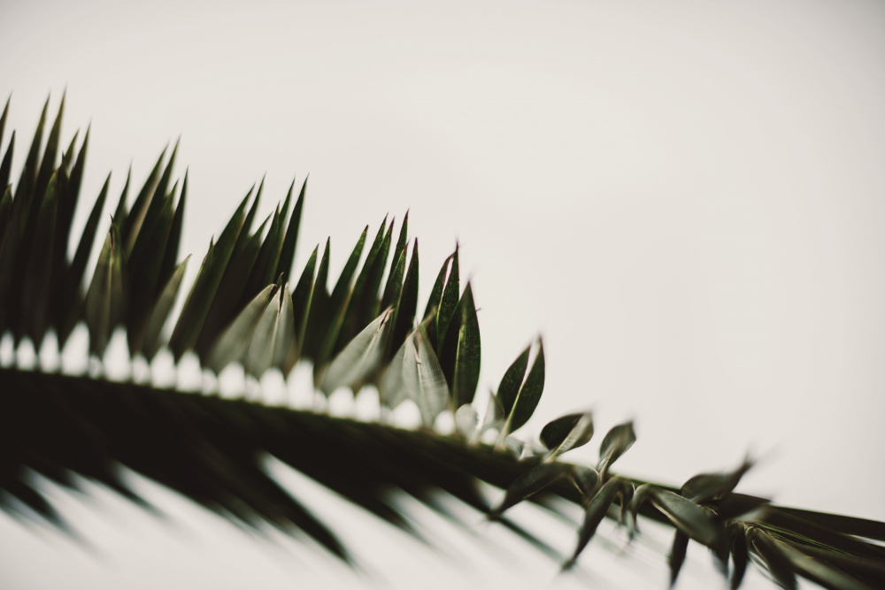 Palm Branches von Tim Mossholder