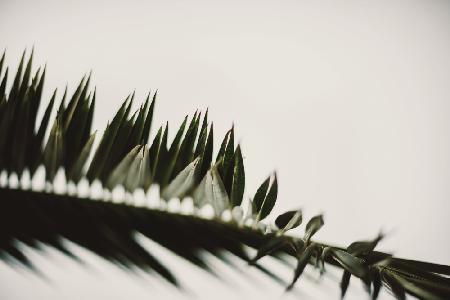 Palm Branches