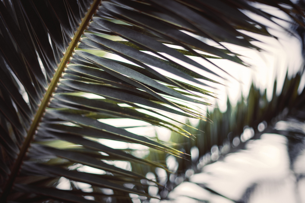 Palm Branches von Tim Mossholder