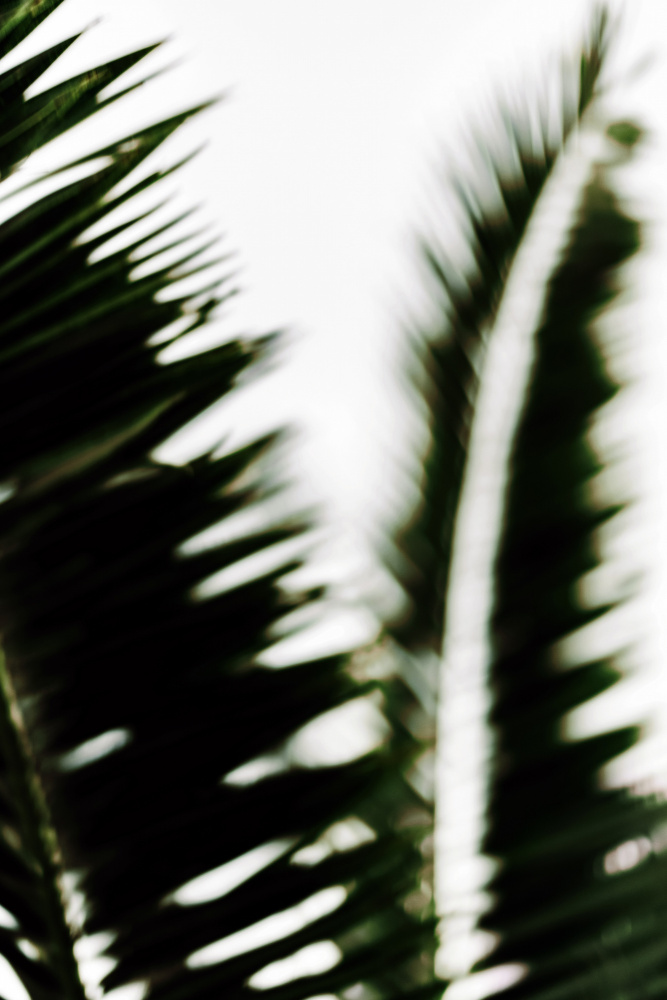 Palm Branches von Tim Mossholder