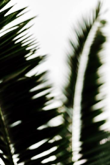 Palm Branches