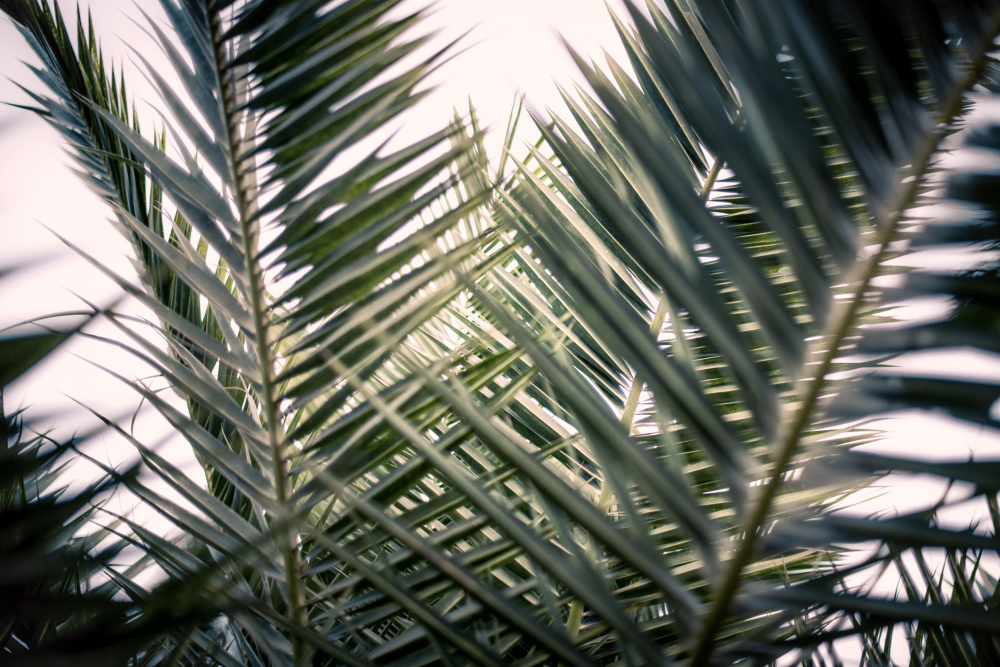 Palm Branches von Tim Mossholder