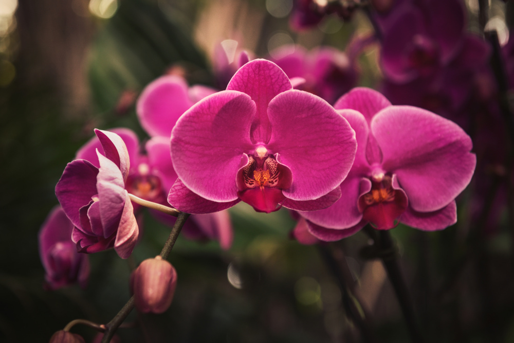 Hot Pink Orchid von Tim Mossholder