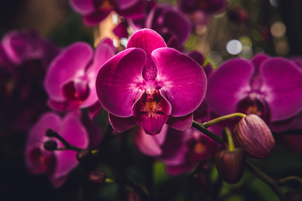 Hot Pink Orchid von Tim Mossholder