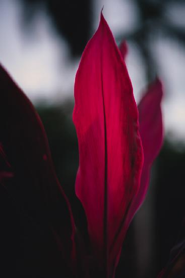 Red Plan at Dusk