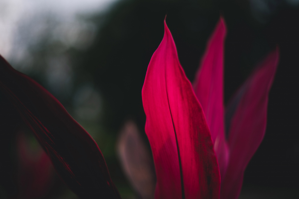 Red Plan at Dusk von Tim Mossholder