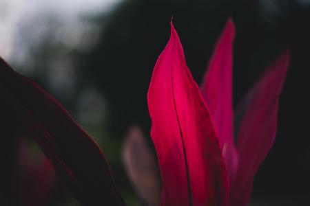 Red Plan at Dusk