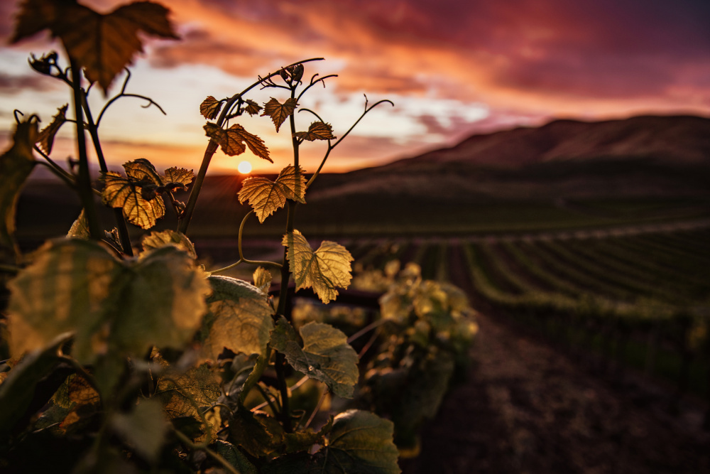 Vineyard at Sunset von Tim Mossholder