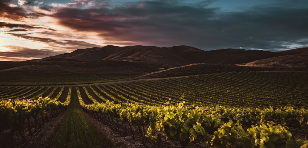 Vineyards von Tim Mossholder