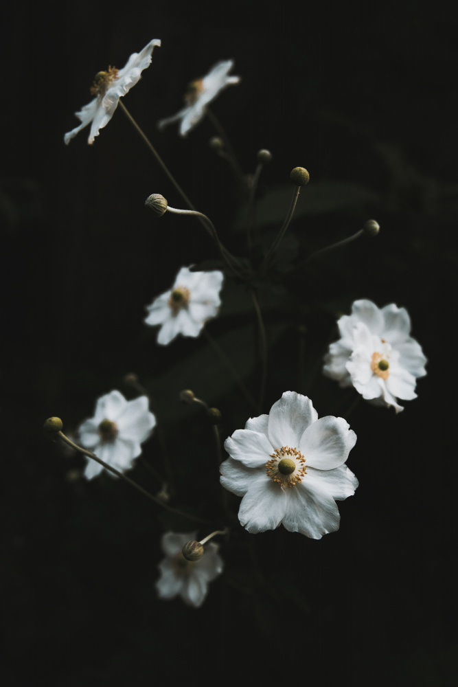 White Flowers von Tim Mossholder