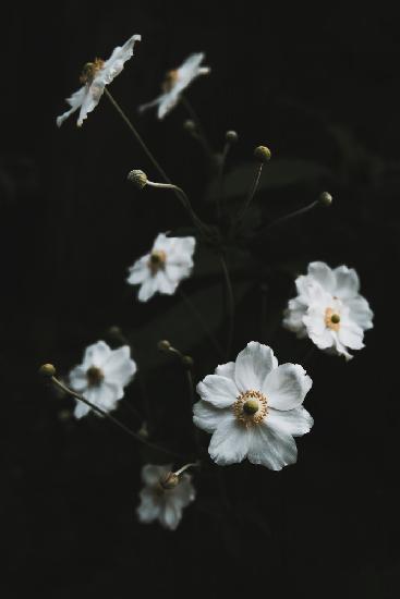 White Flowers