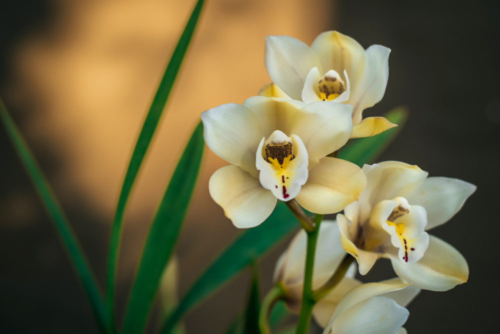 White Orchids von Tim Mossholder