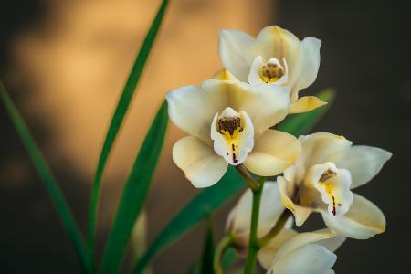 White Orchids