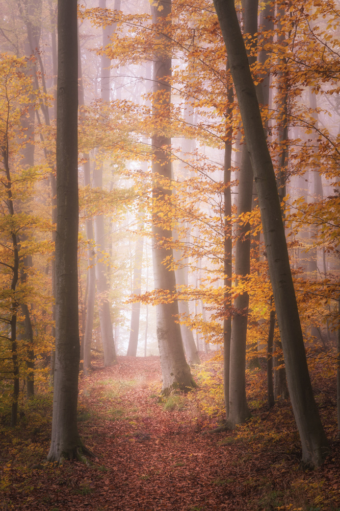 Autumn Woodland in Fog von Tobias Luxberg