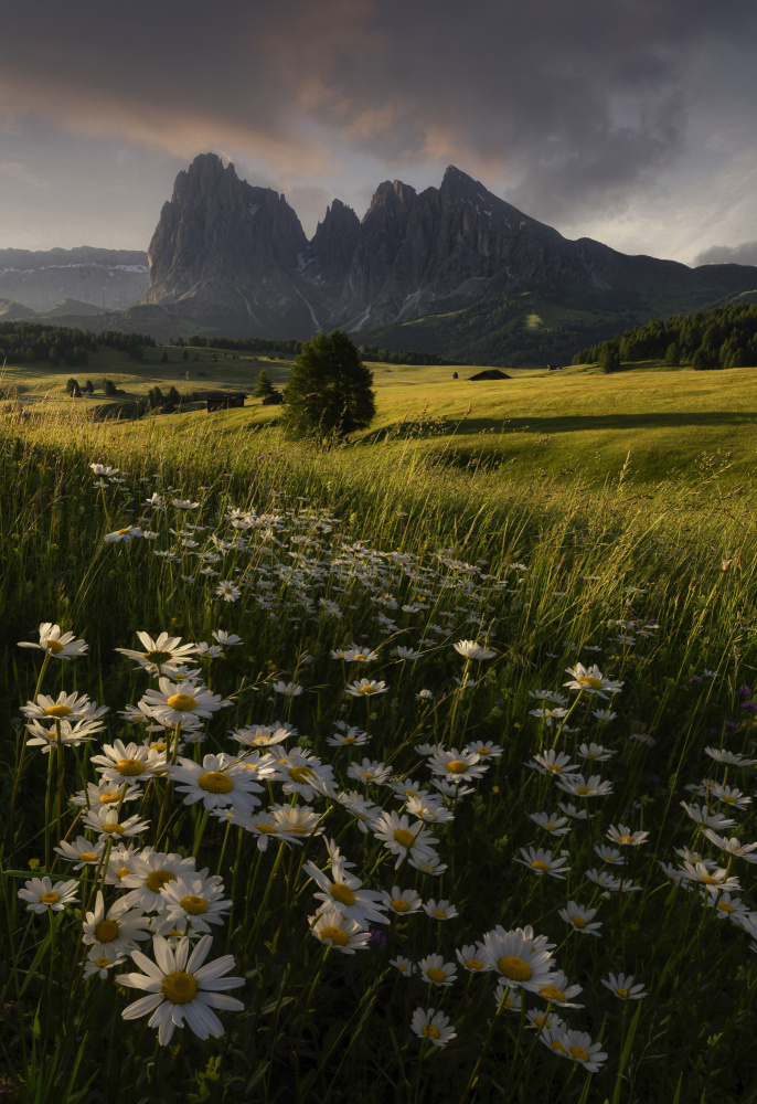 Summer vibes von Tom Meier