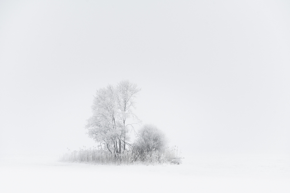 Whiteout von Tom Meier