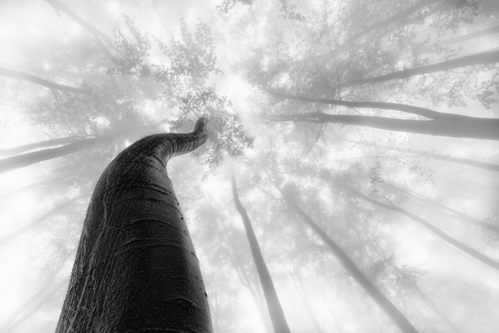 Treetrunk von Tom Pavlasek