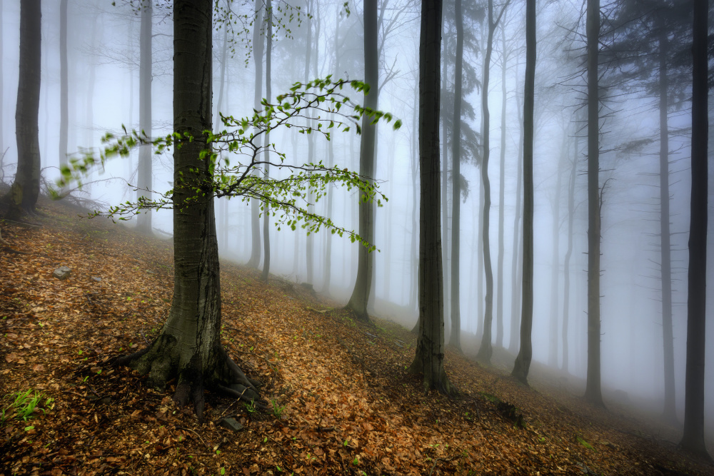 Spring visit von Tom Pavlasek