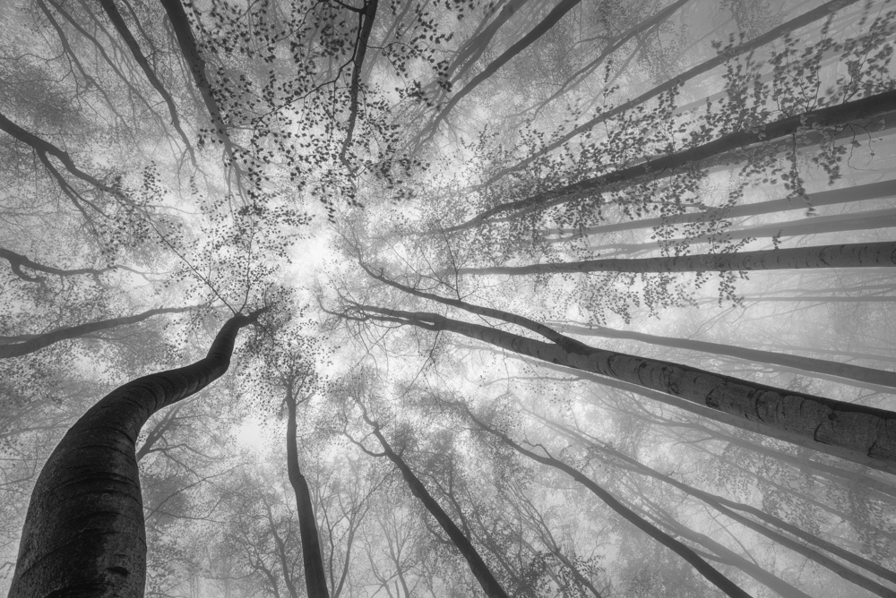 Spring crown of trees von Tom Pavlasek