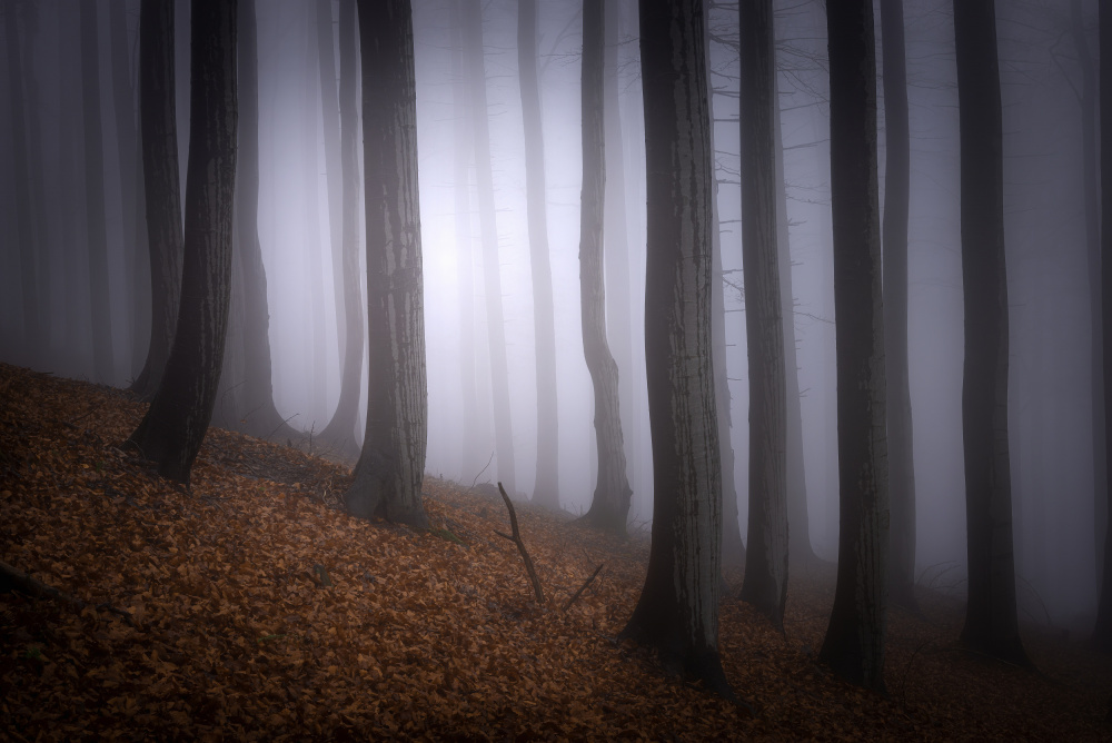 Autumn mood von Tom Pavlasek