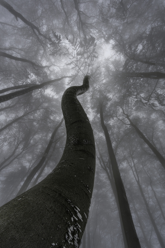 Looking up von Tom Pavlasek