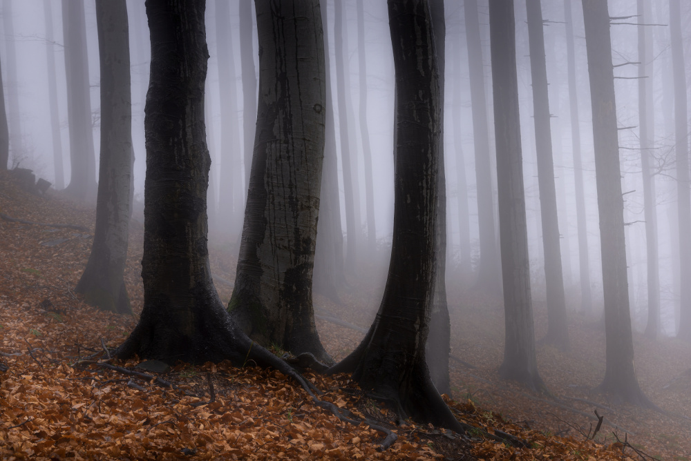 In the misty forest von Tom Pavlasek