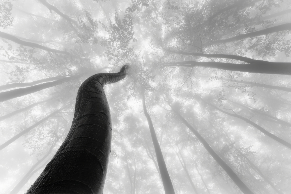 Growing to the sky von Tom Pavlasek