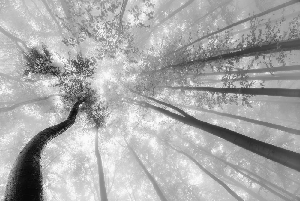 Fog in the treetops von Tom Pavlasek